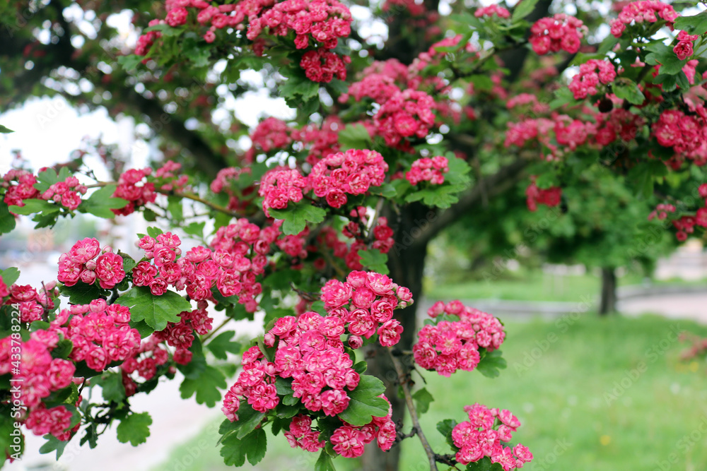 Beautiful pink flowering tree. Blooming on a tree Beautiful pink flowering tree. Blooming on a tree