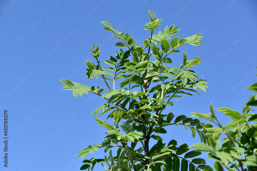 Green mountain ash leaves close up in summer Green mountain ash leaves close up in summer