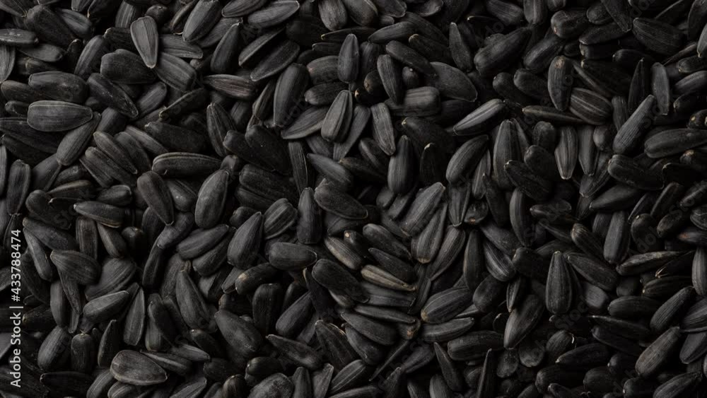 black sunflower seeds in shell top view. Sliding shot. 4K UHD video black sunflower seeds in shell top view. Sliding shot. 4K UHD video