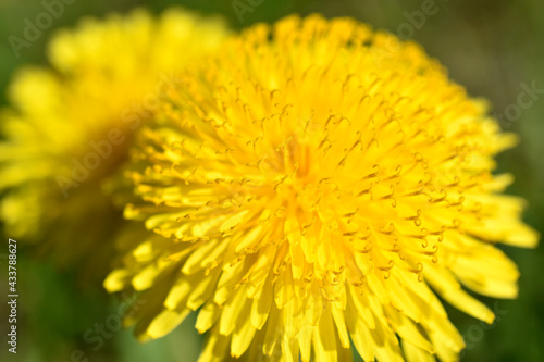 Yellow dandelion flowers macro photography in summer