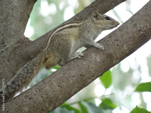 Active Squirrel on a Tree, natural habitat © NEERAJ