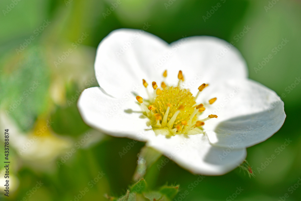 White blooming strawberry flowers in the garden in the afternoon White blooming strawberry flowers in the garden in the afternoon