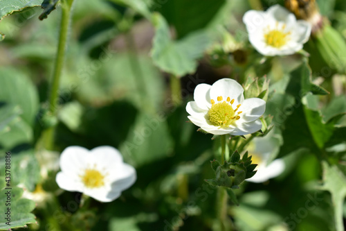 White blooming strawberry flowers in the garden in the afternoon