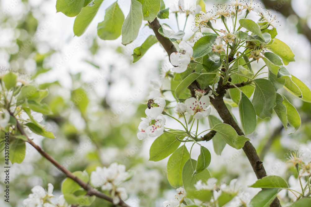 blossoming tree blossoming tree