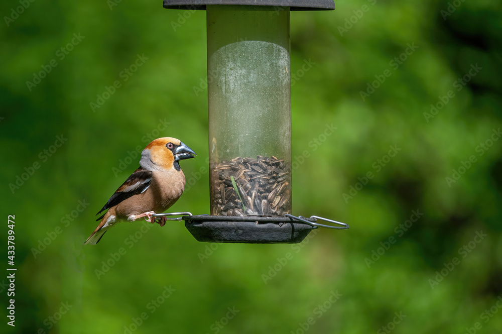Naklejka premium Hawfinch (Coccothraustes coccothraustes) sits on a mossy branch of a tree.