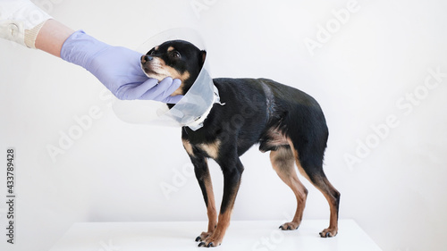 Veterinarian in white medical gown and blue gloves stroking small black toy terrier dog in medical pet collar.An injured dog is being treated in veterinary clinic. Banner for veterinary clinic. © Komchatnykh Tetiana