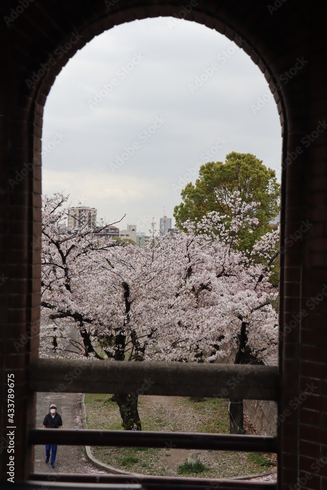 Fototapeta premium 桜