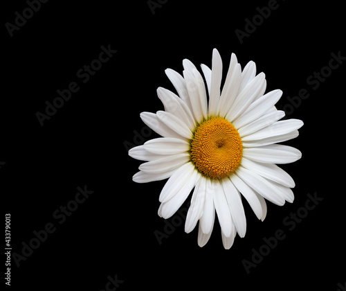 chamomile flower growing on black background