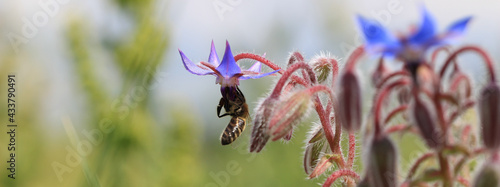 Borretsch Blüte mit Biene als Banner