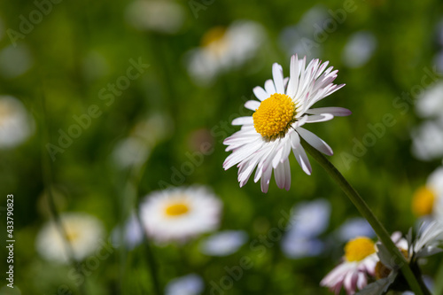 Closeup of English daisy, bellis. Wallpaper