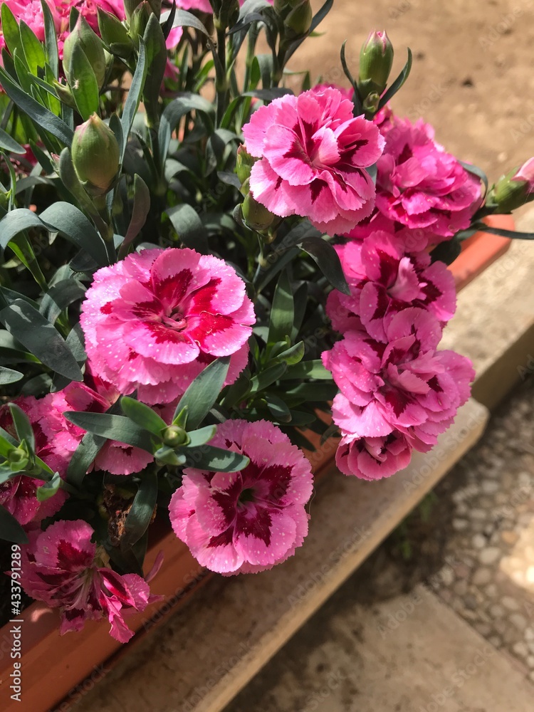 pink flowers