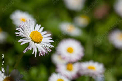 Closeup of English daisy  bellis. Wallpaper