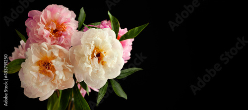 Beautiful peony flowers close-up, macro photography, soft focus. Spring or su...