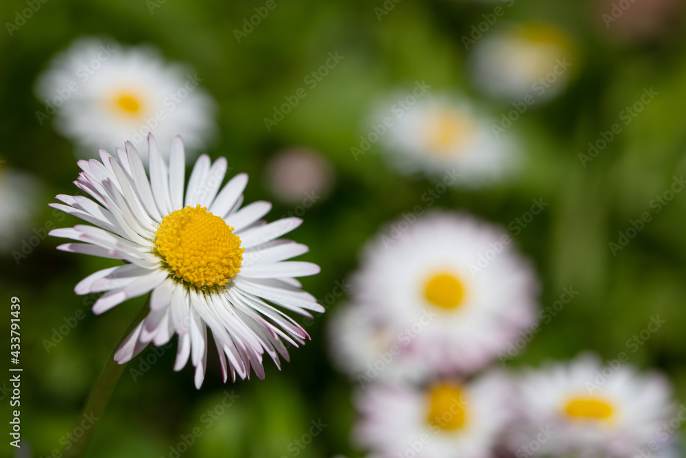 Closeup of English daisy, bellis. Wallpaper Closeup of English daisy, bellis. Wallpaper