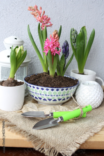 Spring gardening concept with blooming hyacinth flowers and garden tool.