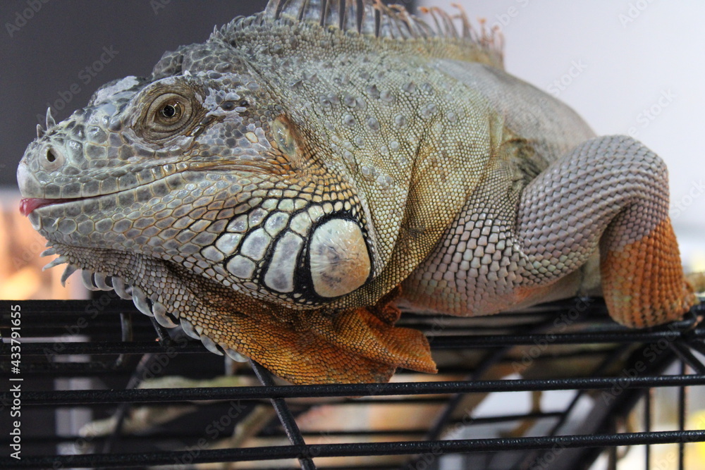 Fototapeta premium a green iguana sits on a cage