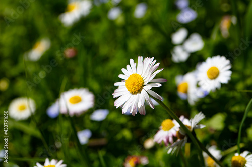 Closeup of English daisy  bellis. Wallpaper