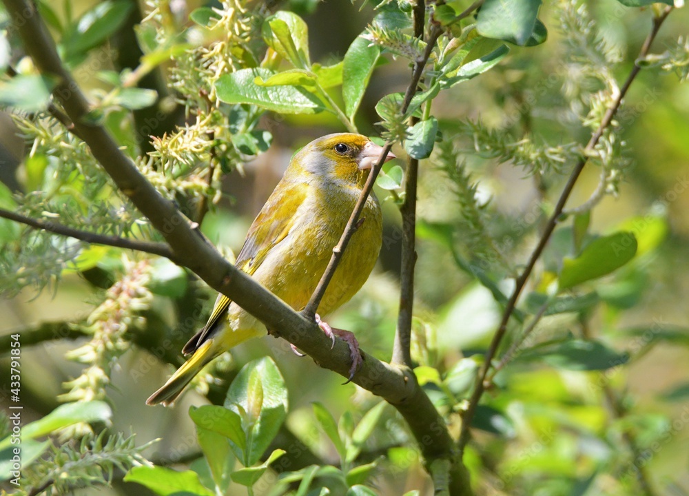 greenfinch in a tree greenfinch in a tree