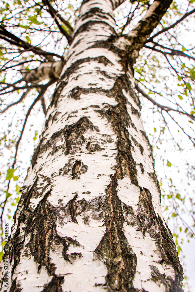 Birch trunk. A tree in the park. Bark black and white background Birch trunk. A tree in the park. Bark black and white background