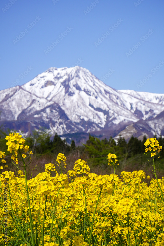 Fototapeta premium 菜の花と妙高山