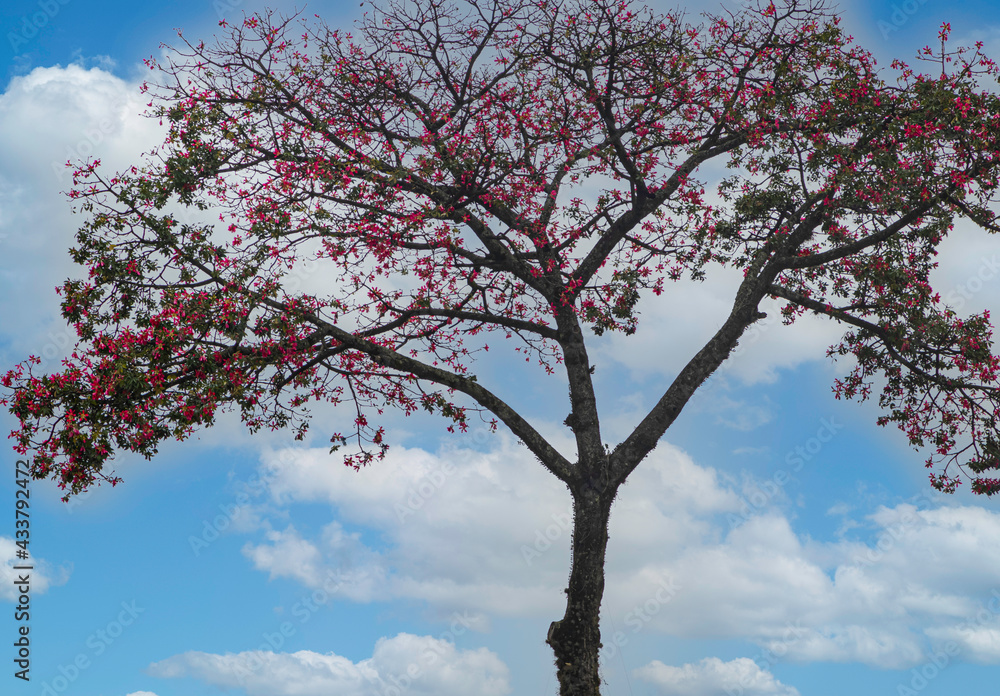 Fototapeta premium tree in bloom