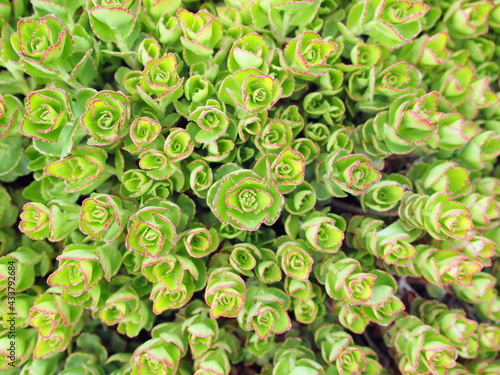 Top view of Sedum tetractinum, also known as Coral Reef, a perennial succulent often used as ground cover and in rock gardens