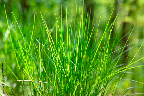 Green grass in spring