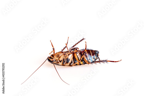 House cockroach isolated on white background