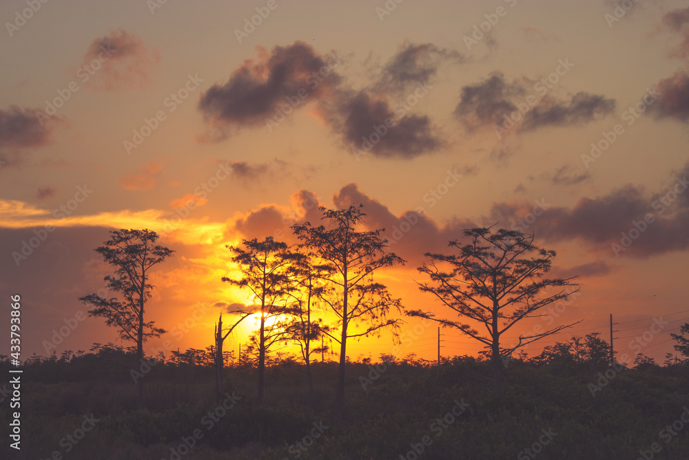 colorful sunset behind silhouette of trees in swamp