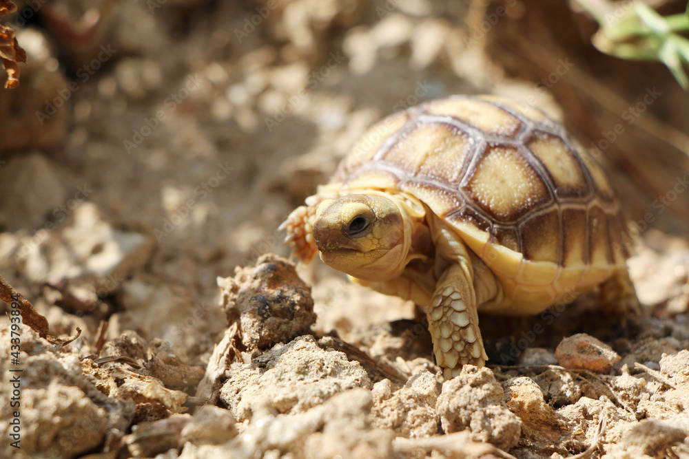 African Sulcata Tortoise Natural Habitat,Close up African spurred tortoise resting in the garden, Slow life ,Africa spurred tortoise sunbathe on ground with his protective shell ,Beautiful Tortoise African Sulcata Tortoise Natural Habitat,Close up African spurred tortoise resting in the garden, Slow life ,Africa spurred tortoise sunbathe on ground with his protective shell ,Beautiful Tortoise
