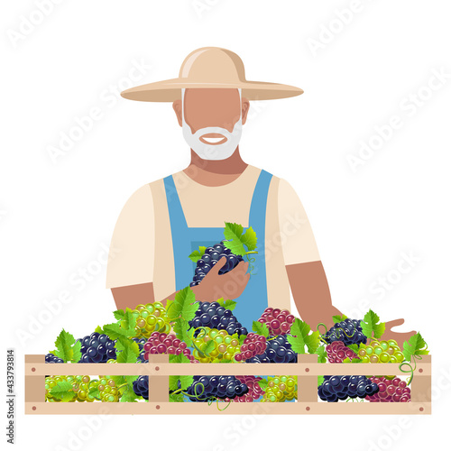 An elderly man in work clothes and a sun hat harvests grapes for wine. Autumn harvest vector illustration on white background for krta, flyer or poster photo