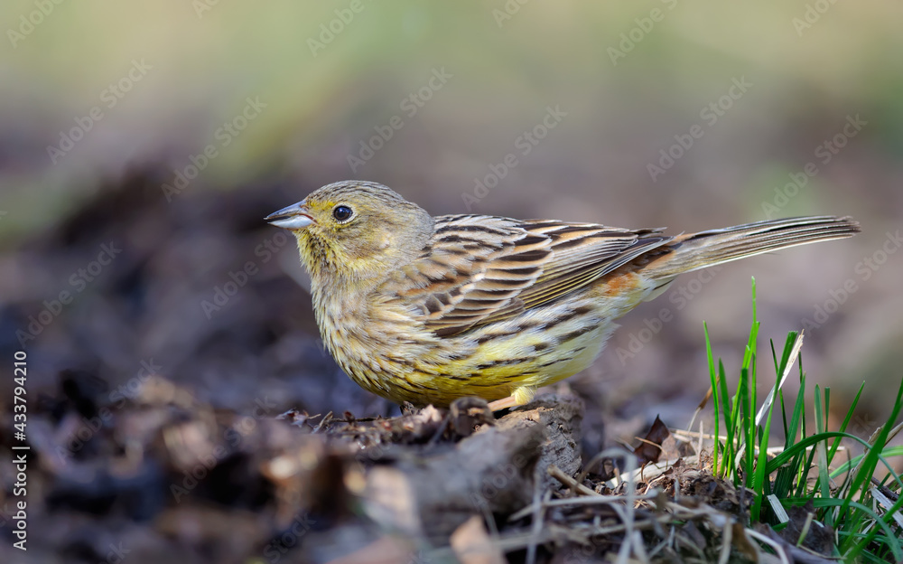 Female Yellowhammer (emberiza citrinella) posing near the ground litter and grass Female Yellowhammer (emberiza citrinella) posing near the ground litter and grass
