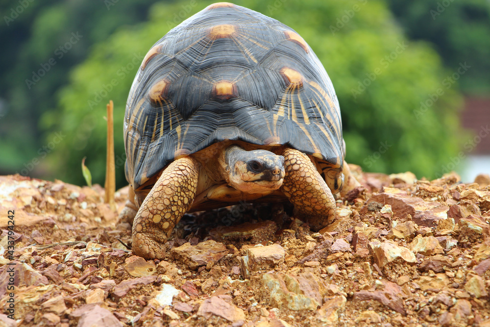 Obraz premium Portrait of radiated tortoise,The radiated tortoise eating flower ,Tortoise sunbathe on ground with his protective shell ,cute animal ,Astrochelys radiata ,The radiatedtortoise from Madagascar