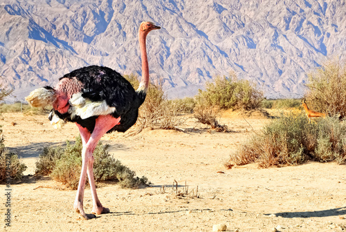 Male of African ostrich (Struthio camelus) and  in nature reserve, Middle East