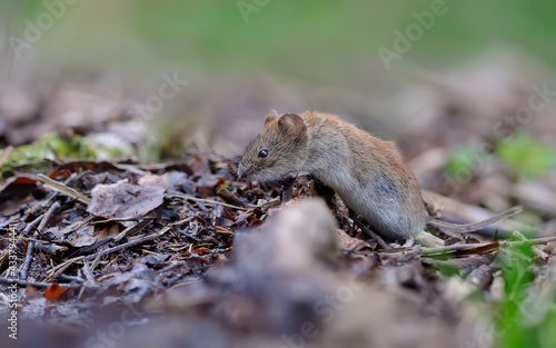 Bank vole (myodes glareolus) crawling over old deadwood branch and leaves on summer forest floor photo