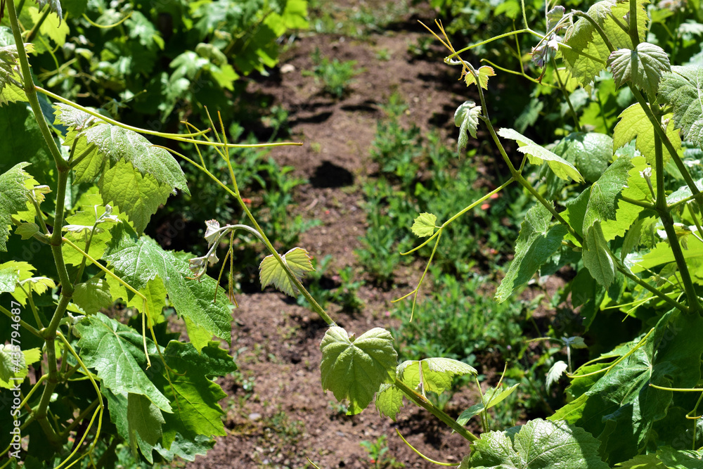 Vineyard, vine leaves, for future grape clusters Vineyard, vine leaves, for future grape clusters