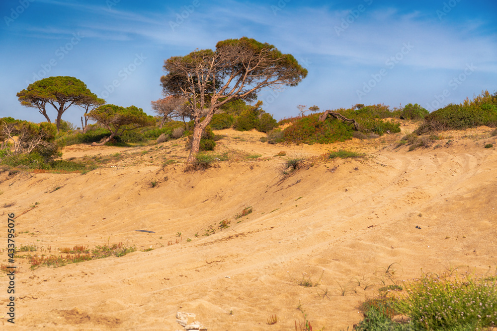 Off-road trail leading through coastal sand dunes with scrub