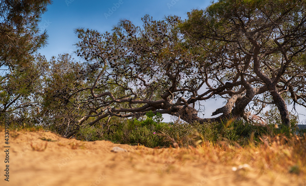 Gnarled old coniferous trees with tangled spreading branches Gnarled old coniferous trees with tangled spreading branches