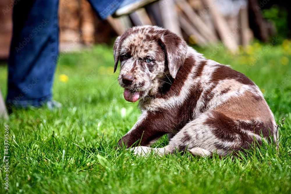 Gefleckter Labrador Retriever Welpe. Gefleckter Labrador Retriever Welpe.