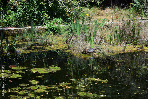 Turtles on the shore of the pond of green waters  among the vegetation.