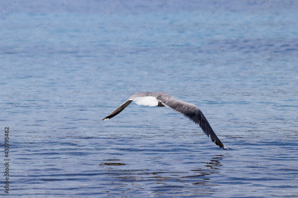 Gaviota planeando sobre el mar Gaviota planeando sobre el mar