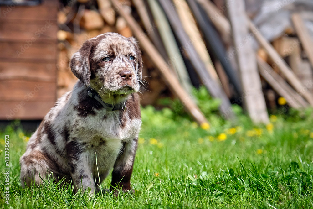 Gefleckter Labrador Retriever Welpe. Gefleckter Labrador Retriever Welpe.