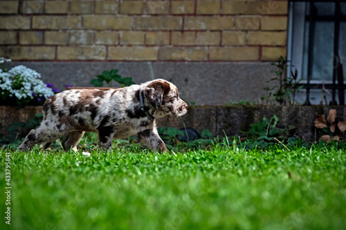 Gefleckter Labrador Retriever Welpe. photo