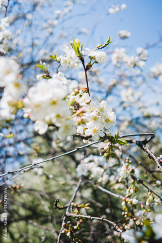 Cherry tree blossom © Maris