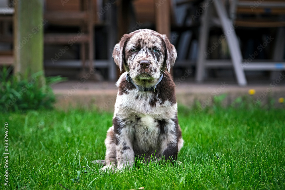 Gefleckter Labrador Retriever Welpe. Gefleckter Labrador Retriever Welpe.