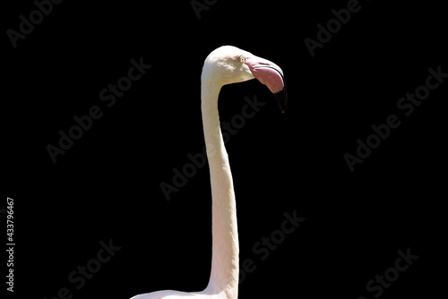 Animal portrait of Greater flamingo bird on a black background