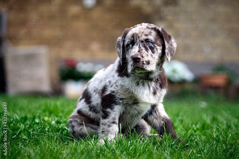 Gefleckter Labrador Retriever Welpe. Gefleckter Labrador Retriever Welpe.