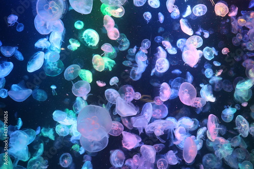 山形県鶴岡市の加茂水族館のクラネタリウム