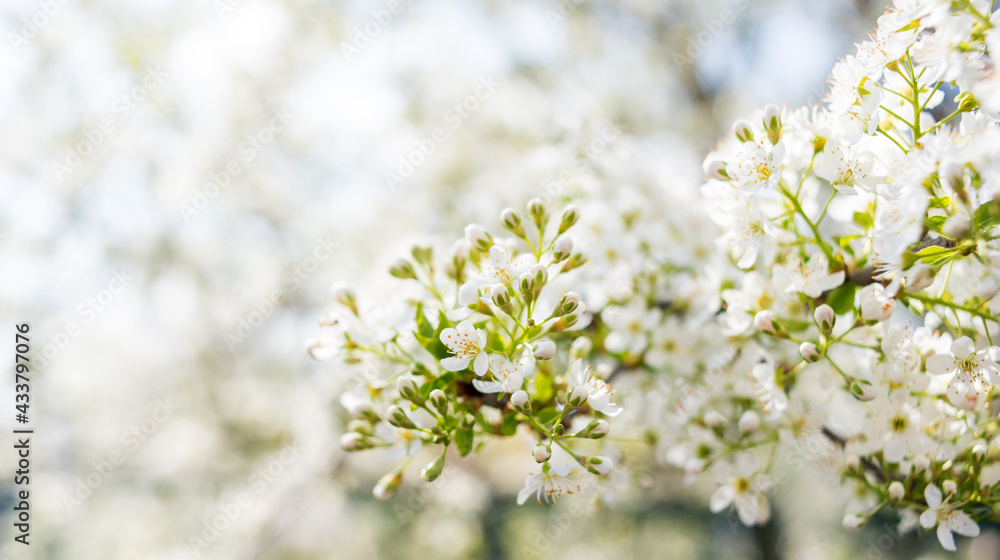 White cherry blossoms in spring, Callery pear blossoms,