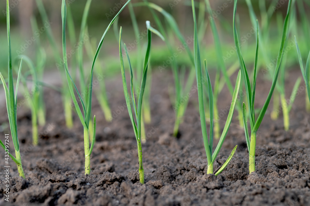Green garlic grows in the ground in spring, close up. Organically grown garlic plantation in the vegetable garden. Vegetable beds with garlic overgrown with weeds Green garlic grows in the ground in spring, close up. Organically grown garlic plantation in the vegetable garden. Vegetable beds with garlic overgrown with weeds